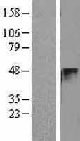 CCNE2 / Cyclin E2 Protein (Over-Expression Lysate Myc-DDK (Flag))
