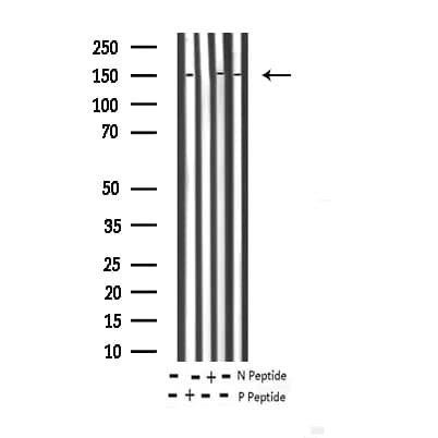 EGFR Antibody (phospho-Thr678)