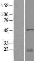 IFT22 / RABL5 Protein (Over-Expression Lysate Myc-DDK (Flag))