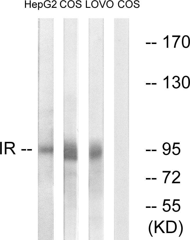 Polyclonal Rabbit anti-Human INSR / Insulin Receptor Antibody (p1361, WB)