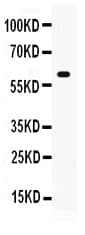 Polyclonal Rabbit anti-Mouse GPI Antibody (WB)