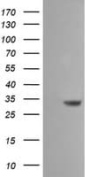 Monoclonal Mouse anti-Human SDSL / Serine Dehydratase-Like Antibody (clone OTI1G4, Carrier-free, IF, WB)