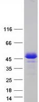 Human HOMER2 / Homer 2 Protein (Recombinant Myc-DDK (Flag))