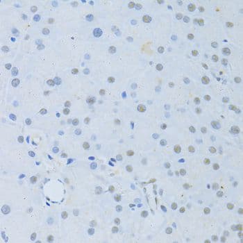 POLR2A / RNA polymerase II Antibody