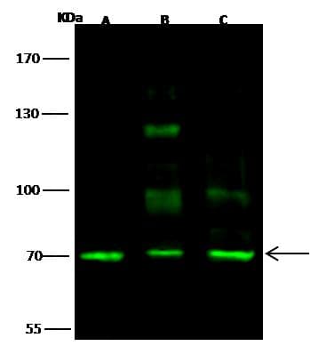 SCML2 Antibody (Preservative Free)