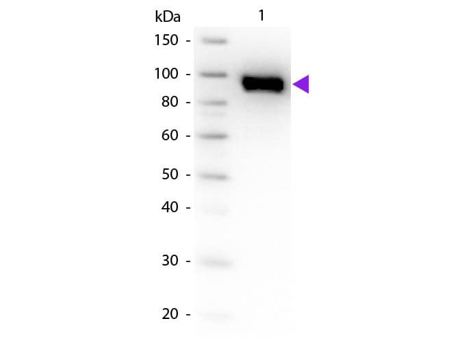 PLG / Plasmin / Plasminogen Antibody (Liquid)