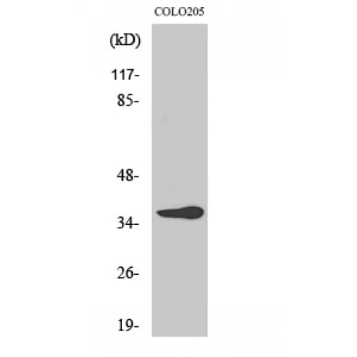 Polyclonal Rabbit anti-Human OR10G6 Antibody (230-310 aa, C-terminal, IF, WB)