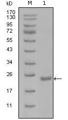 POU5F1 / OCT4 Antibody (clone 1D10H6)