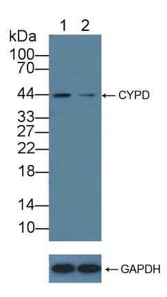 PPID / Cyclophilin D Antibody (aa7-191)