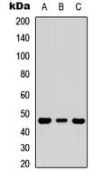 NCF1 / p47phox / p47 phox Antibody (C-Terminus)