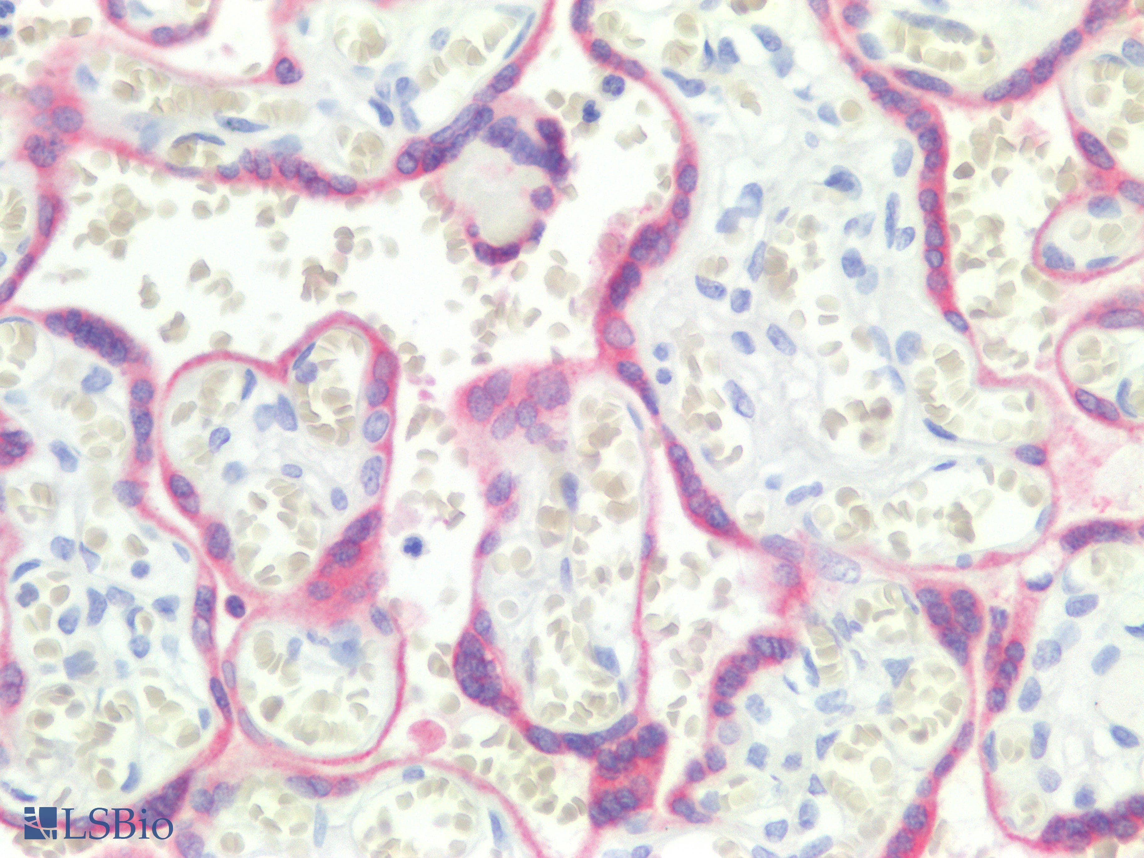 PathPlus™ Monoclonal Mouse anti-Human BCL2 / Bcl-2 Antibody (clone 124, aa41-54, IHC, IF, WB)