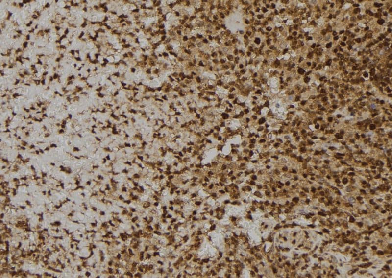 MANSC1 Antibody
