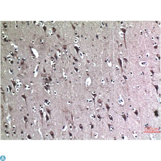 BECN1 / Beclin-1 Antibody