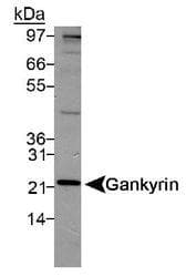 PSMD10 / Gankyrin Antibody (Internal, DY488)