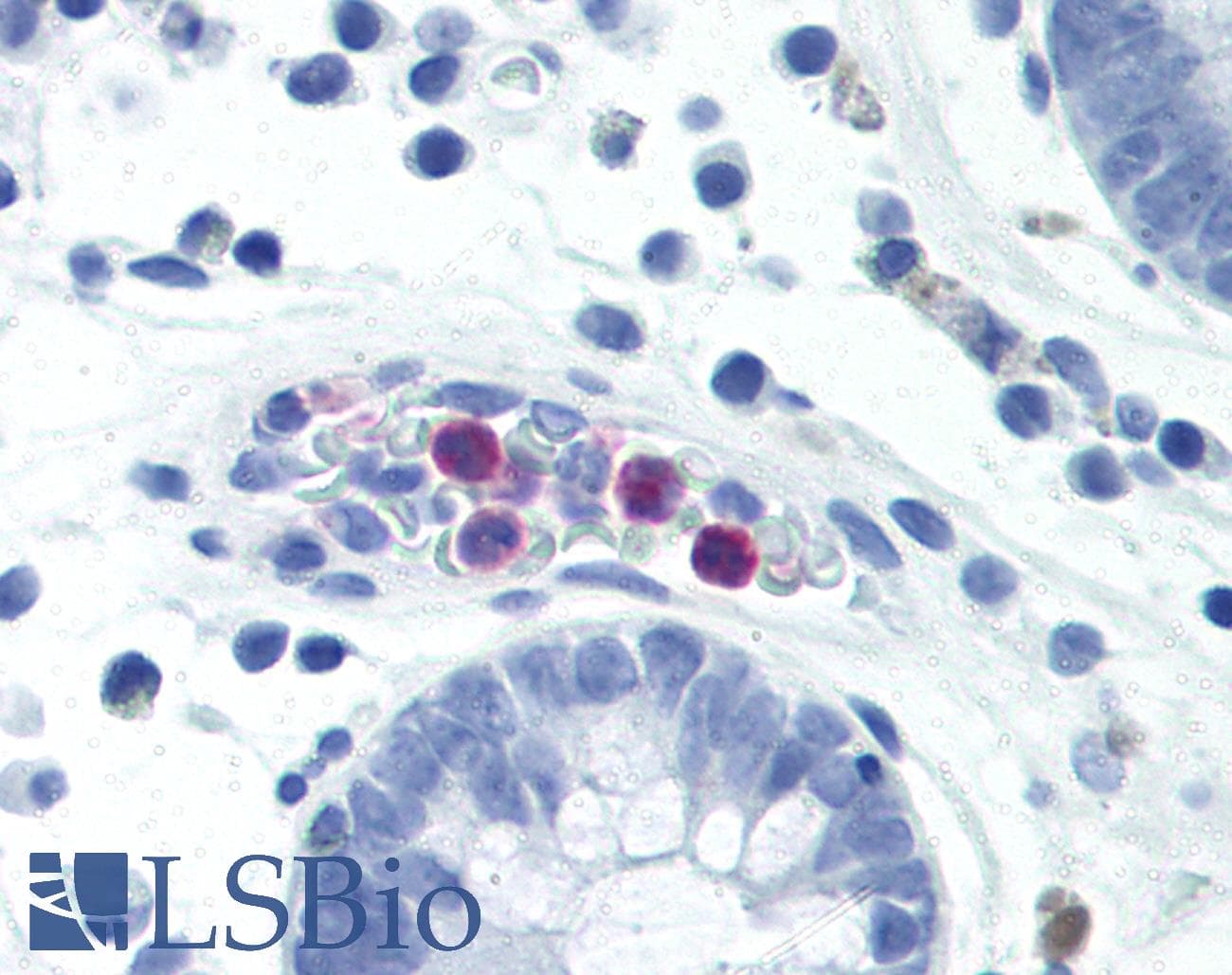 IHC-plus™ CD177 Antibody (clone MEM-166)