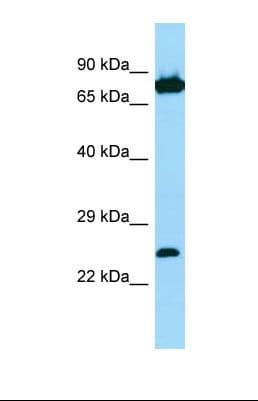 SNX27 Antibody (aa57-106)