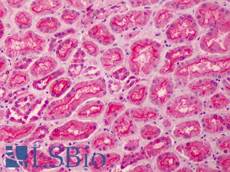 IHC-plus™ MPP5 Antibody (aa174-187)