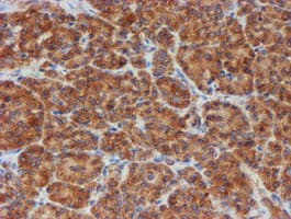 SCFD1 / SLY1 Antibody (clone OTI5G4)
