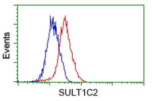 IHC-plus™ SULT1C2 / Sulfotransferase 1C2 Antibody (clone 4H4)