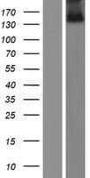 ZNF423 / OAZ Protein (Over-Expression Lysate Myc-DDK (Flag))