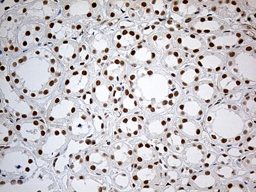 Monoclonal Mouse anti-Human IRF2BP1 Antibody (clone OTI1H9, Carrier-free, aa457-584, IHC, WB)
