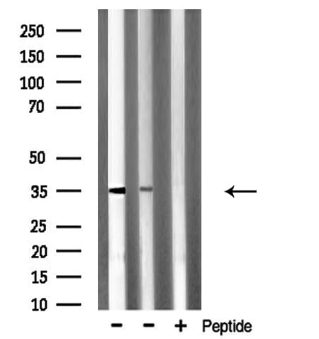 SLC25A31 Antibody