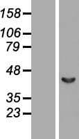 SEPT2 / Septin 2 Protein (Over-Expression Lysate Myc-DDK (Flag))