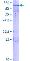 Human MYBL2 Protein (Recombinant GST)