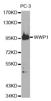 WWP1 Antibody