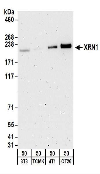 XRN1 Antibody (aa1650-C-term)