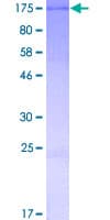 Human CCDC146 Protein (Recombinant GST)