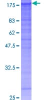 Human FBLN2 / Fibulin 2 Protein (Recombinant GST)
