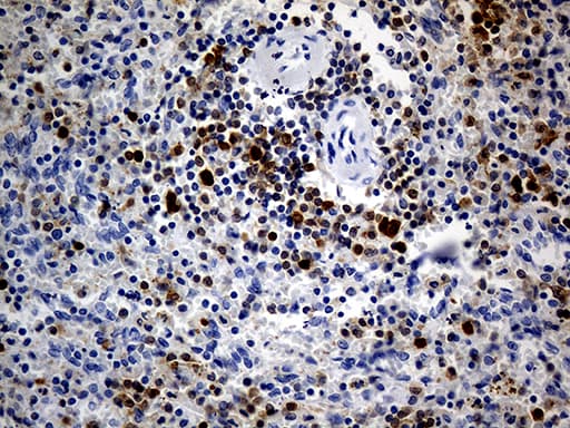 DAPP1 / BAM32 Antibody (clone OTI7D4)