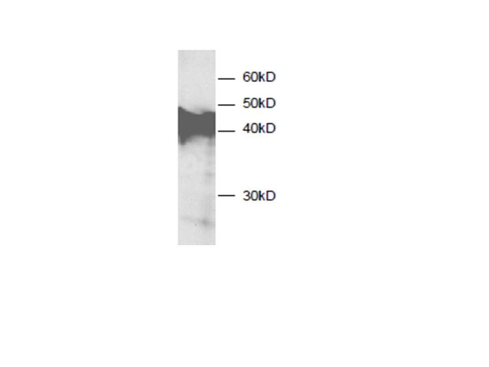 ANXA3 / Annexin A3 Antibody