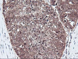 PSMB7 Antibody (aa58-277, clone OTI1D1, Carrier-free)
