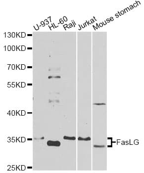 FASLG / Fas Ligand Antibody