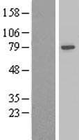 ADD2 Protein (Over-Expression Lysate Myc-DDK (Flag))