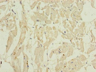 Polyclonal Rabbit anti-Human BARX1 Antibody (WB)