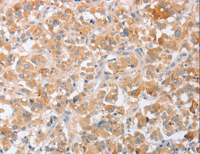 SIGLEC9 Antibody