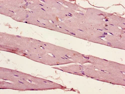 PER1 Antibody