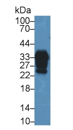 PRNP / PrP / Prion Antibody (aa23-230)