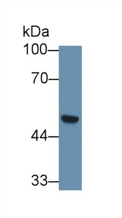 SCRN1 / Secernin 1 Antibody