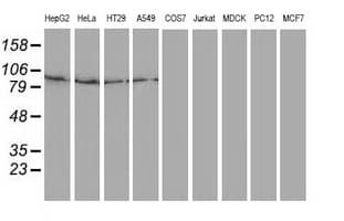 Gephyrin Antibody (clone OTI3C6)