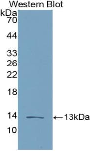 CCL16 / LEC Antibody (aa24-120)
