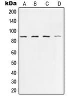 XRCC5 / Ku80 Antibody (C-Terminus)