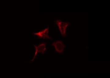 LIG3 / DNA Ligase III Antibody