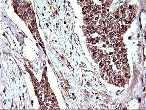 EMC8 / COX4NB Antibody (clone OTI2A4)