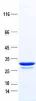Human GSTA4 Protein (Recombinant DDK,C-terminus)