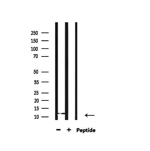 Histone H4 Antibody (Acetyl-Lys12)