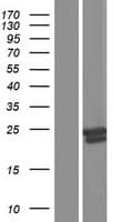 GM2A Protein (Over-Expression Lysate Myc-DDK (Flag))